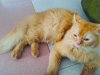 Pure Ginger Persian Cat